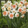 Pink Family Daffodil Designer Blend - Pack Of 20 Bulbs