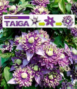 Clematis Taiga - Stunning Brand New & Exclusive Hardy Climbing Tiger Clematis Florida 'Taiga' -Plant Garden World new clematis taiga web 1 6