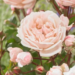 Large 5-6ft Specimen Climbing Rose - New Dreams