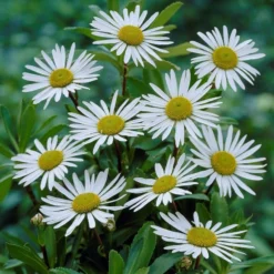 Nipponanthemum Nipponicum - Nippon Daisy