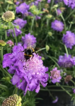 Scabiosa Columbaria Mariposa Blue - Butterfly Blue Pincushion Flower Scabious -Plant Garden World p12625 scabiosa columbaria blue note img 0224 1056 x 1500