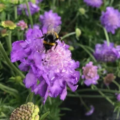 Scabiosa Columbaria Mariposa Blue - Butterfly Blue Pincushion Flower Scabious -Plant Garden World p12625 scabiosa columbaria blue note img 0224 750 x 750