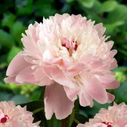 Paeonia Lactiflora Alertie - Large Flowered Herbaceous Peony - Pack Of THREE