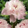 Paeonia Lactiflora 'Alertie' - Large Flowered Herbaceous Peony