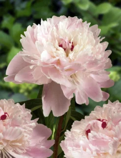 Peony Plants MEGA PACK - Exotic Looking Fragrant Garden Peony Plants Collection - Pack Of TEN Plants -Plant Garden World paeonia alertie 1 2 scaled