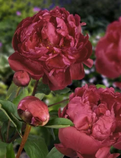 Peony Plants MEGA PACK - Exotic Looking Fragrant Garden Peony Plants Collection - Pack Of TEN Plants -Plant Garden World paeonia red sarah bernhardt 1 2 scaled