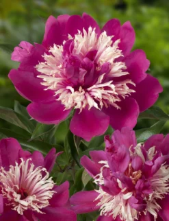 Peony Plants MEGA PACK - Exotic Looking Fragrant Garden Peony Plants Collection - Pack Of TEN Plants -Plant Garden World paeonia top hat 1 2 scaled