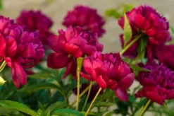 Perfumed Peony - Paeonia Karl Rosenfield - Peony - Pack Of FIVE -Plant Garden World paeonykarlrosenfield grande
