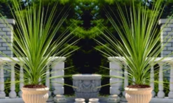LARGE Cordyline Australis Verde - Hardy Green Torbay Palm - Circa 80-120cm Tall -Plant Garden World pair of verde cordylines1000x600