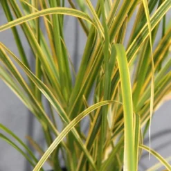 LARGE Cortaderia Golden Goblin - Golden Fantasy Pampas Grass With Plumes -Plant Garden World pampas golden fantasy 1