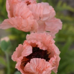 Poppy - Papaver Mega Mix - Pack Of TWENTY -Plant Garden World papaver orientale helen elizabeth 2 scaled