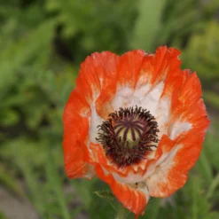 Poppy - Papaver Mega Mix - Pack Of TWENTY -Plant Garden World papaver orientale picotee scaled