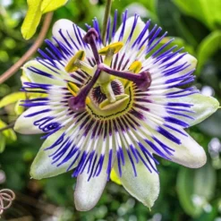 Passion Flower - Passiflora Caerulea