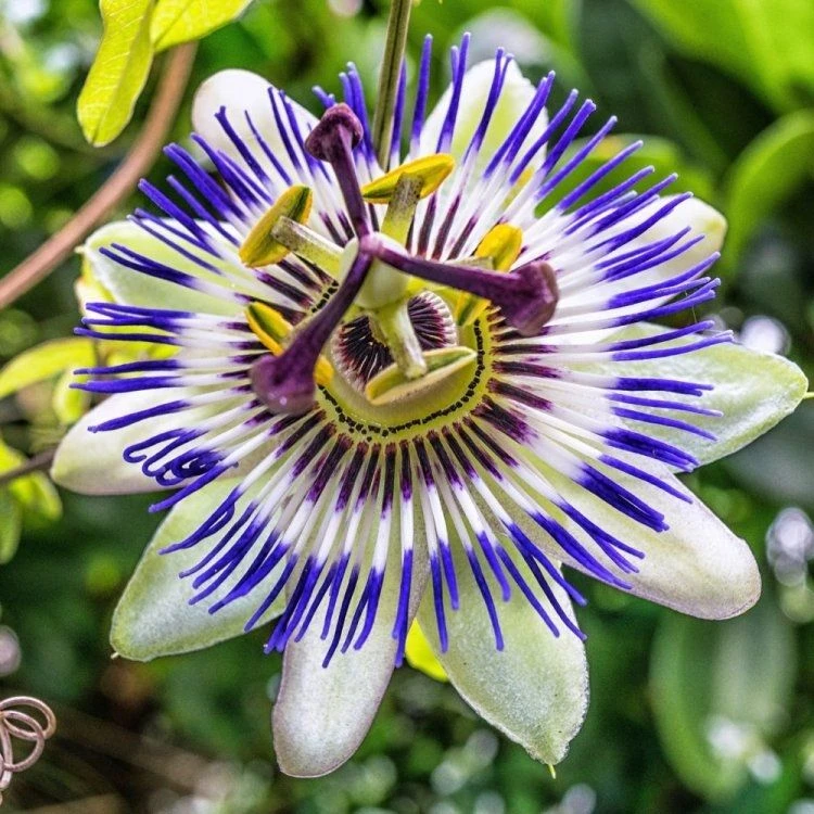 Passion Flower - Passiflora Caerulea 1 Passion Flower - Passiflora Caerulea