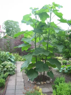 Paulownia Tomentosa - Empress Or Foxglove Tree -Plant Garden World paulownia tomentosa 2 1 1