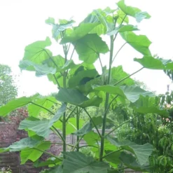 Paulownia Tomentosa - Empress Or Foxglove Tree -Plant Garden World paulownia tomentosa 3 1 1