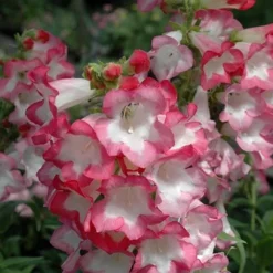 Penstemon Collection - Pack Of FIVE Different Plants -Plant Garden World penstemon phoenix appleblossom 1 1