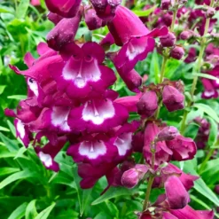 Penstemon Collection - Pack Of FIVE Different Plants -Plant Garden World penstemon phoenix magenta 1