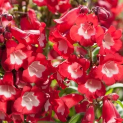 Penstemon Collection - Pack Of FIVE Different Plants -Plant Garden World penstemon phoenix red 1