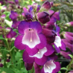 Penstemon Collection - Pack Of FIVE Different Plants -Plant Garden World penstemon phoenix violet