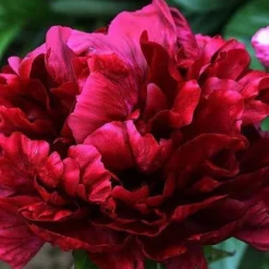 Paeonia Francoise Ortegat - Peony - Pack Of THREE -Plant Garden World peony francois1