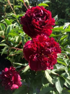 Paeonia Francoise Ortegat - Peony - Pack Of THREE -Plant Garden World peony francoise ortegat 4