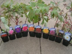 Tree Peony Collection - Selection Of THREE Plants - Paeonia Suffruticosa Peonies In Mixed Colours -Plant Garden World peony collection