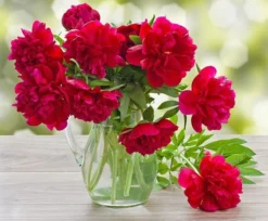 Perfumed Peony - Paeonia Karl Rosenfield - Peony - Pack Of FIVE -Plant Garden World peony karl rosenfield invase