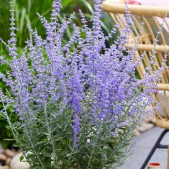 Bargain Hardy Flowering Shrub Collection - Selection Of FIVE Garden Shrubs 12 Bargain Hardy Flowering Shrub Collection - Selection Of FIVE Garden Shrubs -Plant Garden World perovskia prime time 1