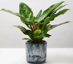 Philodendron Imperial Green