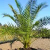 XXL Giant Phoenix Canariensis - Canary Island Date Palm - LARGE PATIO PALM TREES Approx 140cms