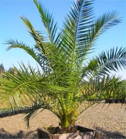 XXL Giant Phoenix Canariensis - Canary Island Date Palm - LARGE PATIO PALM TREES Approx 140cms