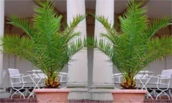 XXL Giant Phoenix Canariensis - Canary Island Date Palm - LARGE PATIO PALM TREES Approx 140cms -Plant Garden World phoenix palms pair 750 2