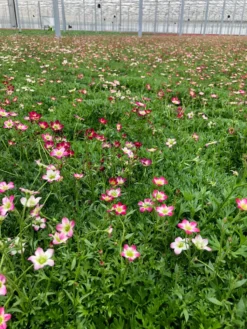 Saxifraga Mossy PINK - Cushion Saxifrage Plants - Pack Of SIX -Plant Garden World photo apr 08 22 10 46 34 am 3