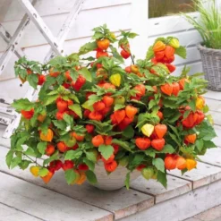 Chinese Lantern Plants - Physalis Alkekengi Var. Franchetii - Pack Of THREE