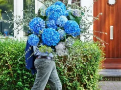 GIANT BLUE MOPHEAD Hydrangea Macrophylla Pimpernel - Large Flowered Mophead Hydrangea - XXXL Plants 7 GIANT BLUE MOPHEAD Hydrangea Macrophylla Pimpernel - Large Flowered Mophead Hydrangea - XXXL Plants -Plant Garden World pimpernel blue 2