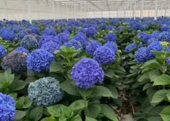GIANT BLUE MOPHEAD Hydrangea Macrophylla Pimpernel - Large Flowered Mophead Hydrangea - XXXL Plants 6 GIANT BLUE MOPHEAD Hydrangea Macrophylla Pimpernel - Large Flowered Mophead Hydrangea - XXXL Plants -Plant Garden World pimpernel blue b