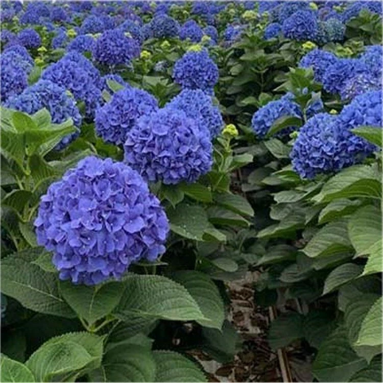GIANT BLUE MOPHEAD Hydrangea Macrophylla Pimpernel - Large Flowered Mophead Hydrangea - XXXL Plants 2 GIANT BLUE MOPHEAD Hydrangea Macrophylla Pimpernel - Large Flowered Mophead Hydrangea - XXXL Plants - Image 2