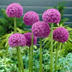 Allium Pinball Wizard