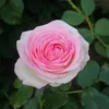 Large 6-7ft Specimen Climbing Rose - Pink Eden Rose (Pierre De Ronsard)