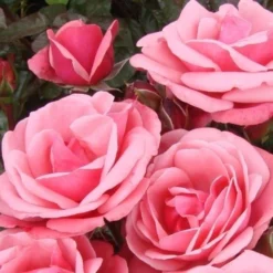 Climbing Rose Pink Perpetue