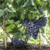 Dwarf Grape Vine - Vitis Pixie - Pinot Noir