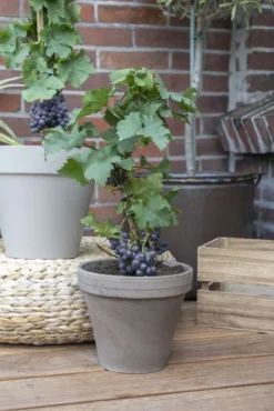Dwarf Grape Vine - Vitis Pixie - Pinot Noir -Plant Garden World pixie pinot noir 2