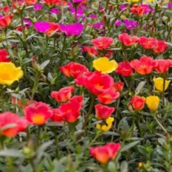 Extra Large Flowering Portulaca Succulent Plant -Plant Garden World portlac mix 2