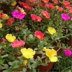 Extra Large Flowering Portulaca Succulent Plant -Plant Garden World portulaca oleracea mixed 1 1