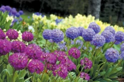 Primula Denticulata Collection - Pack Of THREE Drumstick Primrose Plants -Plant Garden World prim dent 1