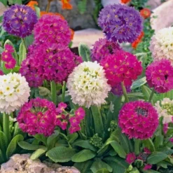 Primula Denticulata Collection - Pack Of THREE Drumstick Primrose Plants
