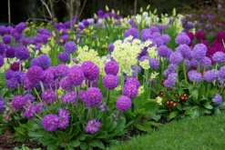 Primula Denticulata Collection - Pack Of THREE Drumstick Primrose Plants -Plant Garden World prim dent 3