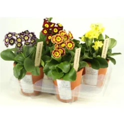 Auricula Plant Collection - Pack Of THREE Plants -Plant Garden World primula auricula2 1
