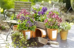 Auricula Plant Collection - Pack Of THREE Plants -Plant Garden World primula auricula3 1